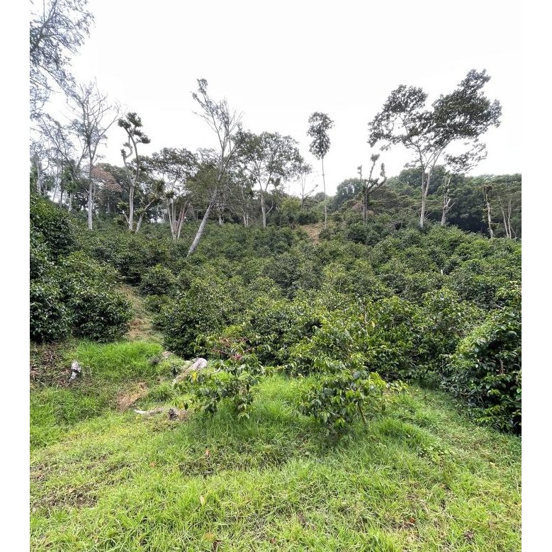 

ready stock Leuchtfeuer Panama Geisha Jamison Savage Parabolic - Single Dose