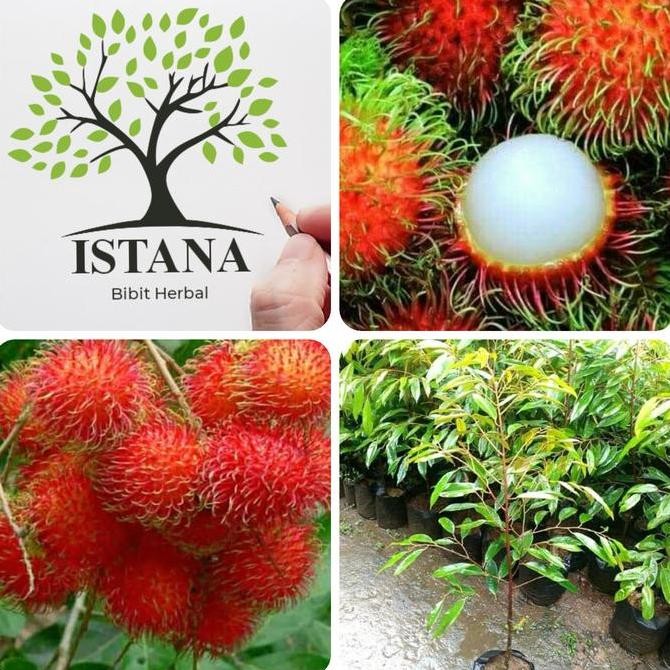 Bibit pohon rambutan binjai bibit tanaman rambutan bibit rambutan ISTIMEWA
