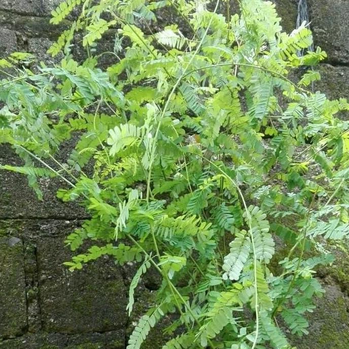 

Terlaris Tanaman Herbal Daun Saga + Polibag