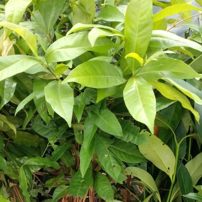 

Terlaris Bibit Tanaman Daun Salam - Bumbu Penyedap Masakan Alami