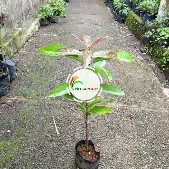 

Terlaris Bibit Pohon Jambu Jamaika - Buah Jambu Jamaika Tanaman Jambu Bol Merah