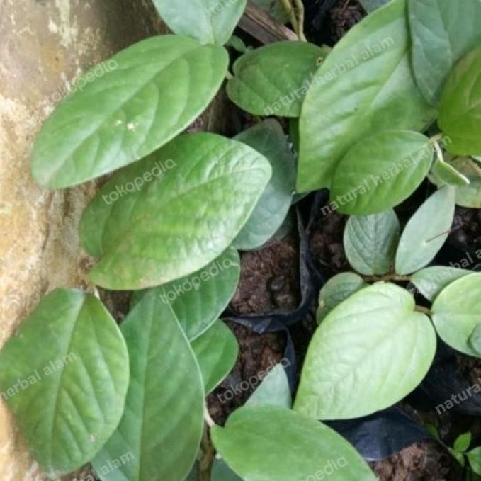 

Terlaris Bibit Tanaman Langka Daun Singa Depa Herbal