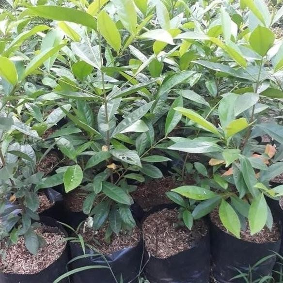 

Terlaris Bibit Tanaman Pohon Salam /Daun Salam Penyedap Masakan
