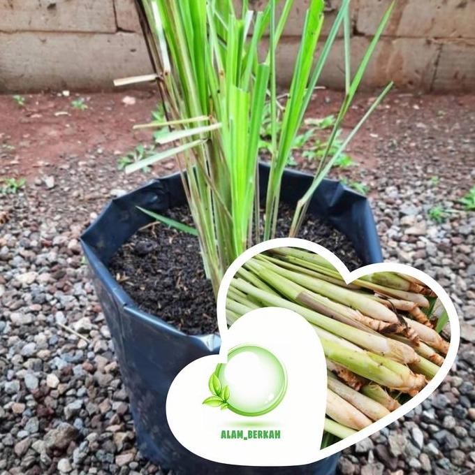 

Terlaris Bibit Pohon Sereh Wangi/Tanaman Sereh Wangi (Obat Herbal)