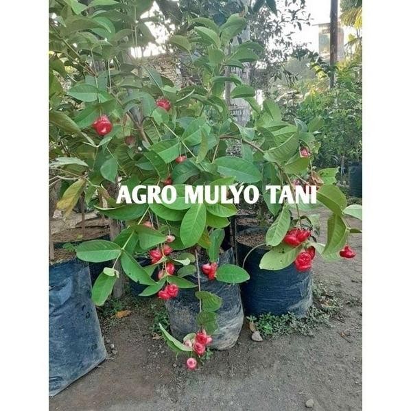 

Terlaris Bibit Jambu Kancing Okulasi