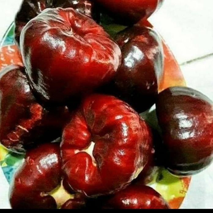 

Terlaris Bibit Tanaman Buah Jambu Air Black Kingkong Unggul Dan Bergaransi