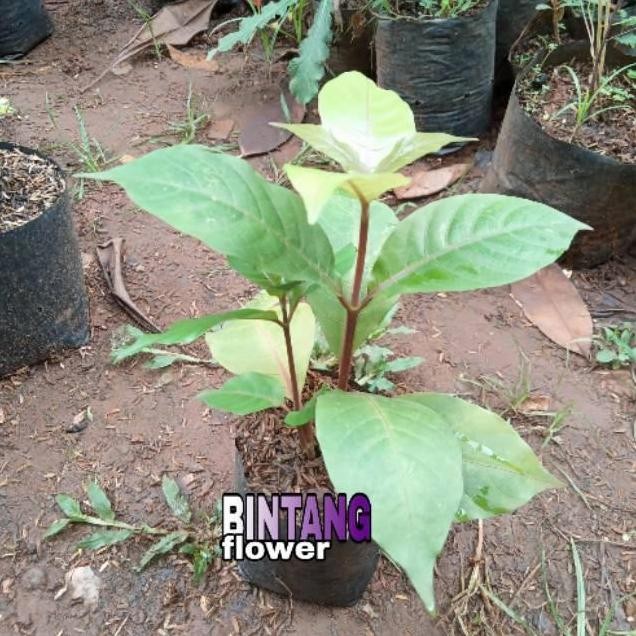 

Terlaris Tanaman Herbal Daun Handelem Obat Wasir | Bibit Herbal Handelem