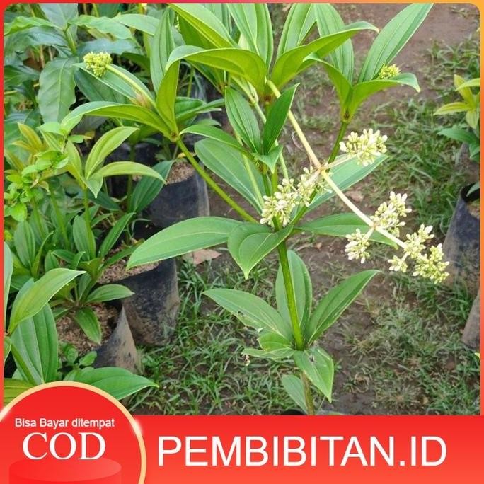 

Terlaris Bibit Tanaman Parijoto - Pohon Buah Parijoto (Obat Herbal)
