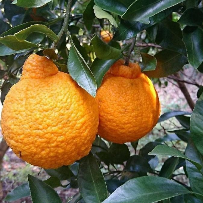 Bibit Jeruk Dekopon Jumbo NNNN PREMIUM