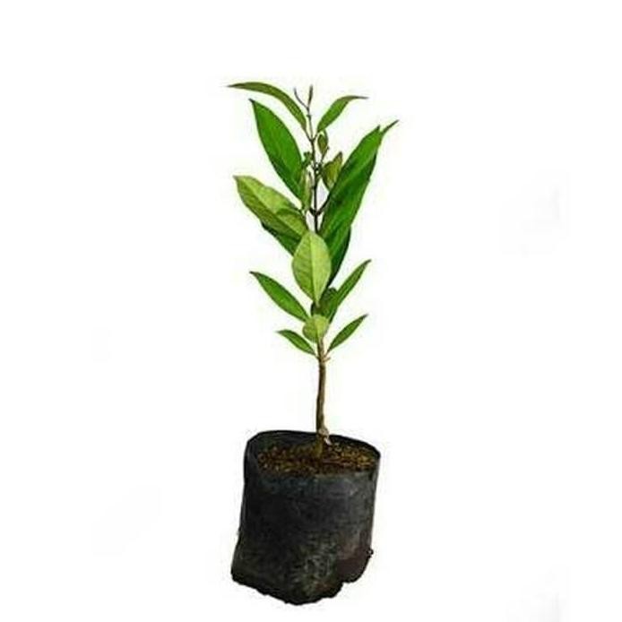 

Terlaris Bibit Tanaman Herbal Daun Salam