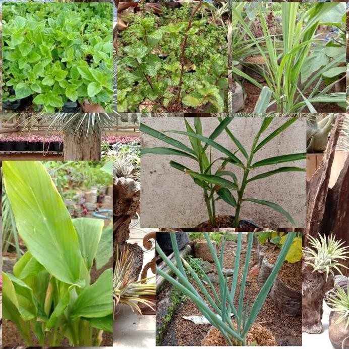 

Terlaris Tanaman Herbal Paket Enam