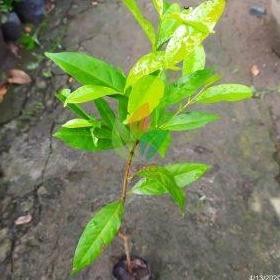 

Terlaris Bibit Daun Salam Tanaman Bumbu (Rempah-Rempah) Isi 3