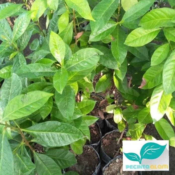 

Terlaris Bibit Pohon Salam/Tanaman Daun Salam-Rempah Buat Masakan