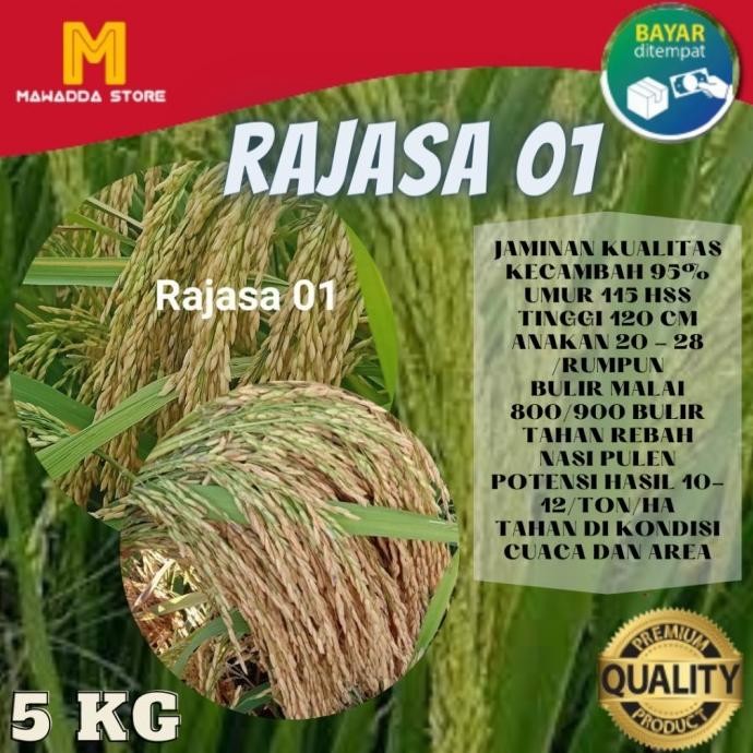 

Terlaris Benih Padi Unggul Rajasa 01 Bibit Padi 5Kg (',')