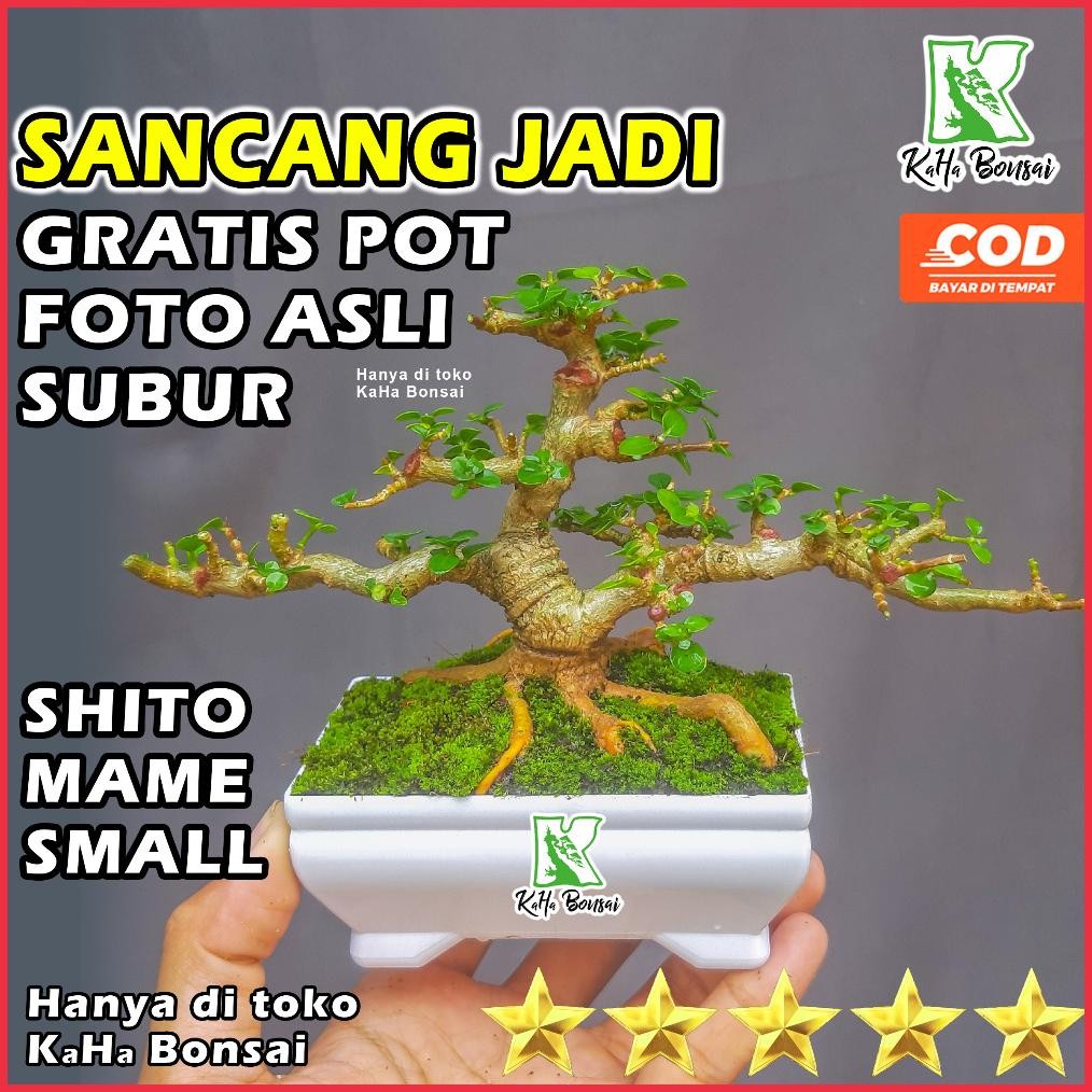 Tanaman Hias Bonsai Sancang Siap Pajang Free Pot Foto Asli Bibit Sancang Bahan Sancang Bibit Bonsai 