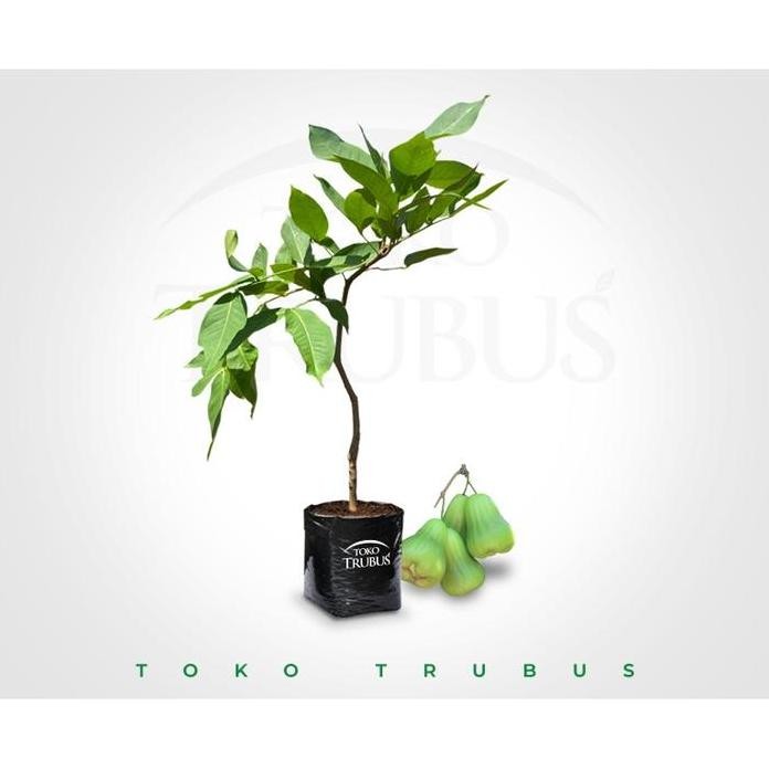 

Terlaris Bibit Jambu Air Green Giant Super