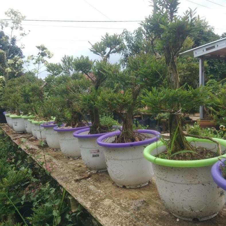 Tanaman Hias Bonsai Cendrawasih Jadi - Savanan Bonsai