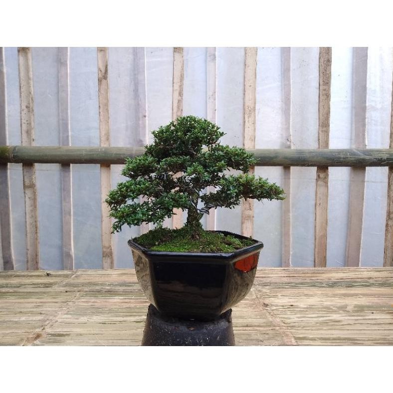 Tanaman Hias Bonsai Serbin Mikro Mame Sudah Pake Pot - Savanan Bonsai