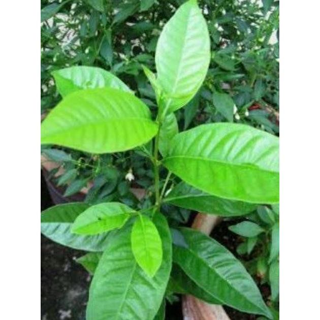 

Terlaris Obrall Bibit Tanaman Masakan Daun "Pohon Salam