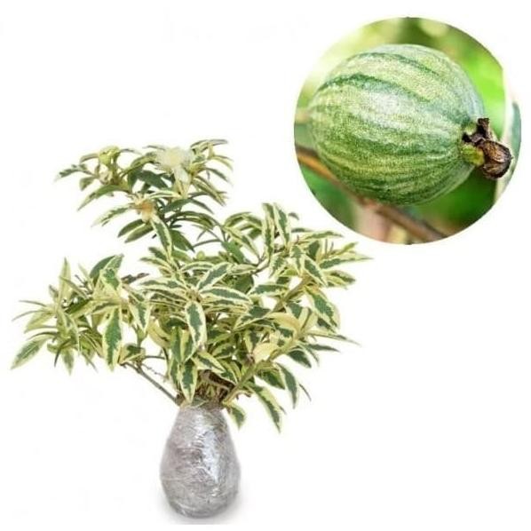 

Terlaris Tanaman Bibit Buah Jambu Kerikil Variegata Berbuah