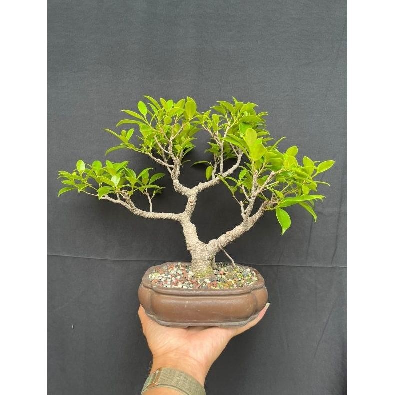 Tanaman Hias Bahan Bonsai Mame Beringin Kimeng - Savanan Bonsai