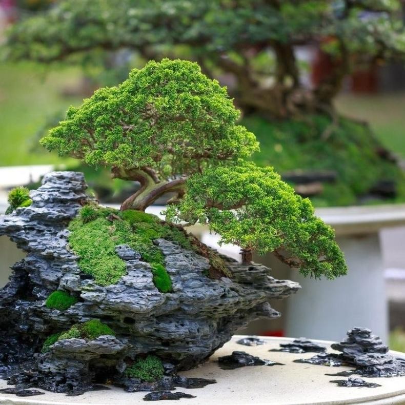 Tanaman Hias Bonsai Cemara Inoki - Savanan Bonsai