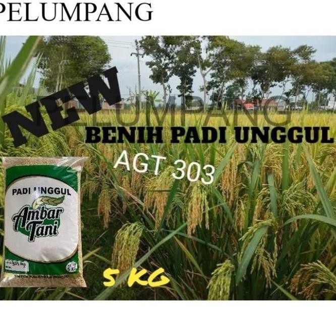 

Terlaris Padi Benih Padi Unggul 303 Agt 5Kg Premium Quality