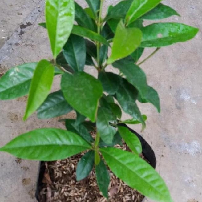

Terlaris Bibit Pohon Daun Salam Bumbu Masak