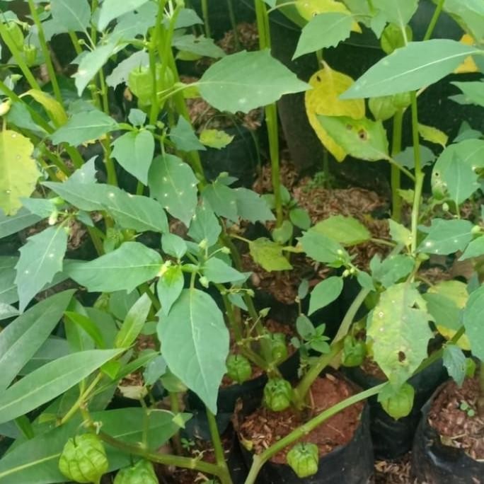 

Terlaris Ready! Tanaman Hias Herbal Ciplukan