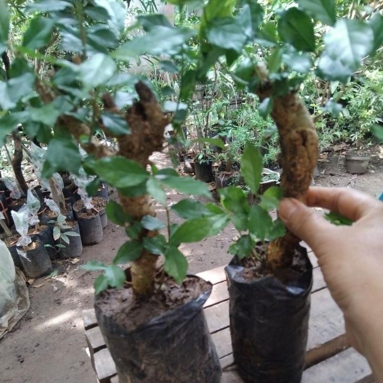 Tanaman Hias Bibit Serut , Serut Bonsay - Savanan Bonsai