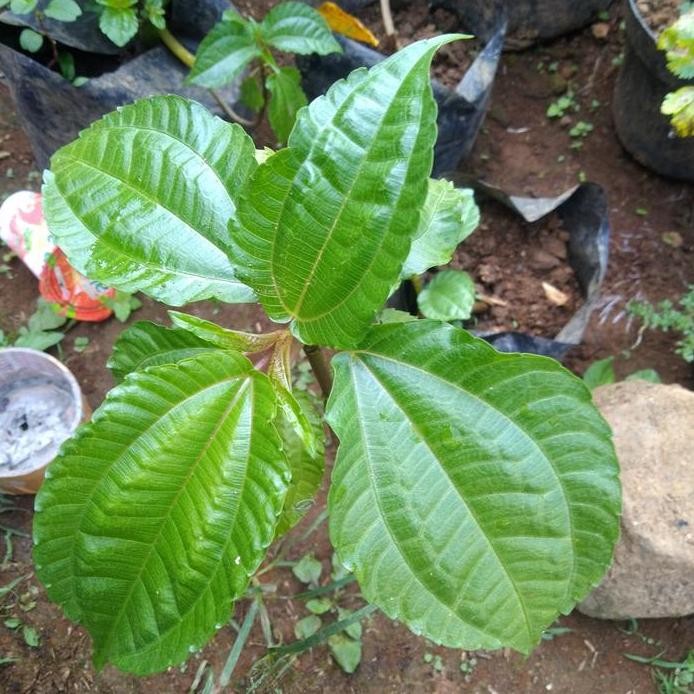 

Terlaris Bibit Tanaman Pohpohan / Bibit Pohpohan Daun Herbal