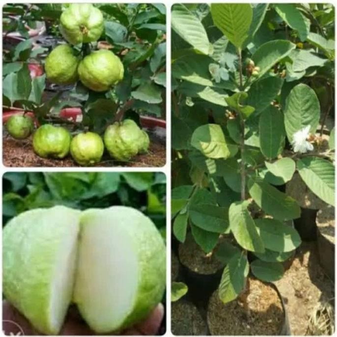 

Terlaris Bibit Jambu Kristal Cangkok Uk(50 60) Kondisi Berbuah Berbunga