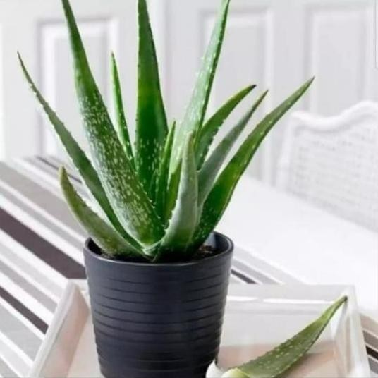 

Terlaris Tanaman Hias Lidah Buaya_Pohon Herbal