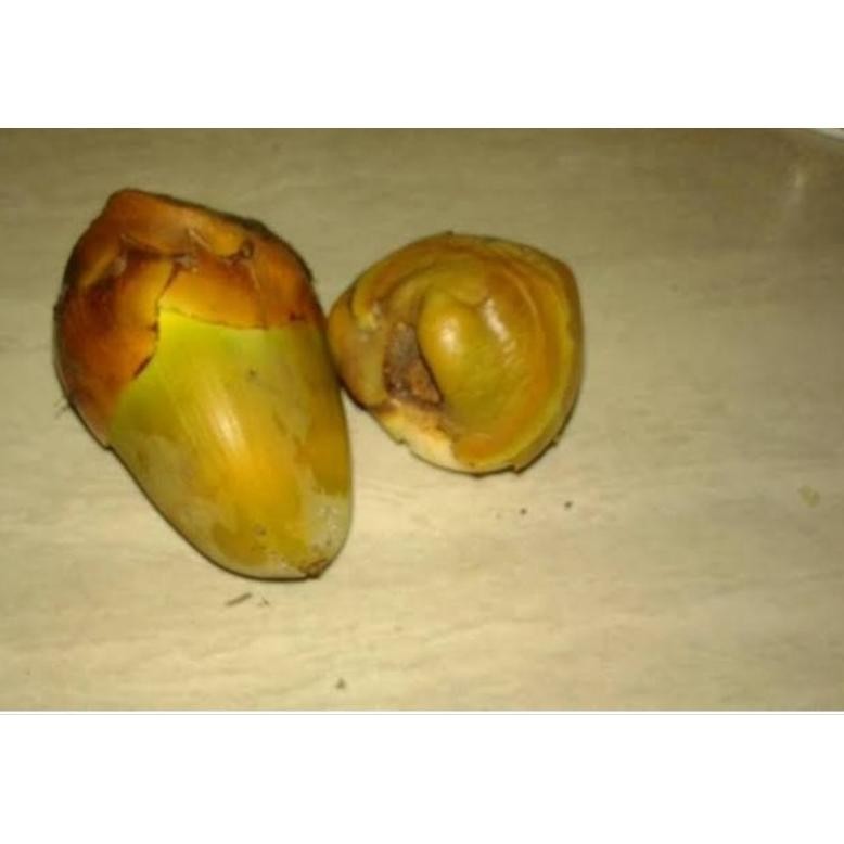 

Beluluk kelapa kelapa kecil tembuluk organik untuk obat herbal