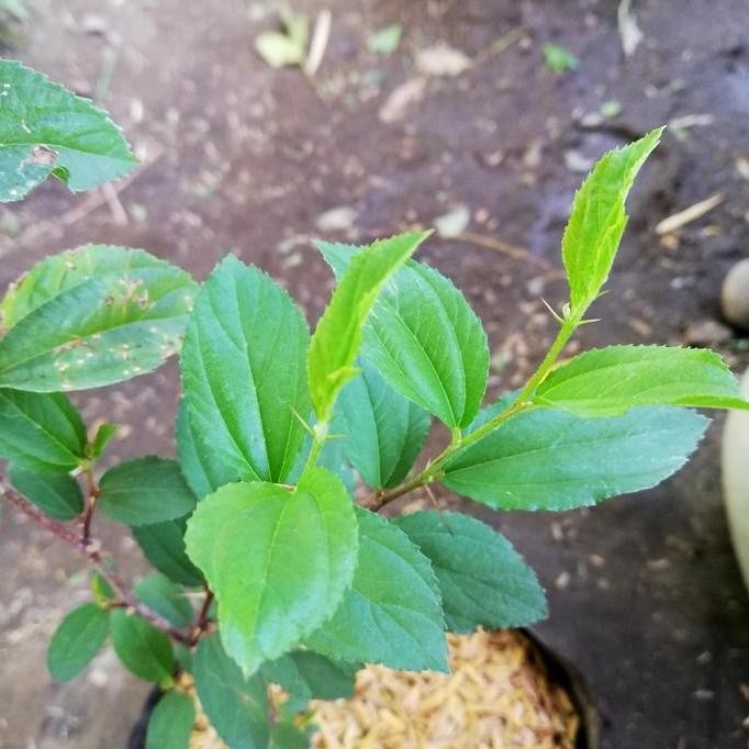 

Terlaris Bibit Tanaman Daun Bidara/ Untuk Ruqyah Dan Spiritual/ Tanaman Herbal