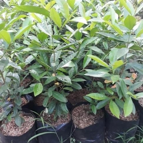 

Terlaris New Bibit Tanaman Pohon Salam Bumbu Masak Daun