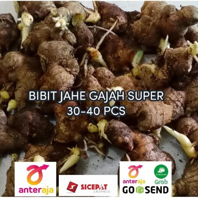 

Terlaris Bibit Jahe Gajah Putih Pilihan 1 Kg Siap Tanam/Tinggal Semai
