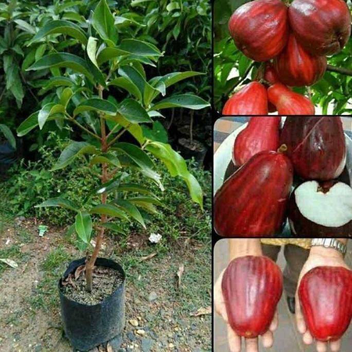 

Terlaris Terlaris Bibit Jambu Bol Jamaika/Dersono Ammf