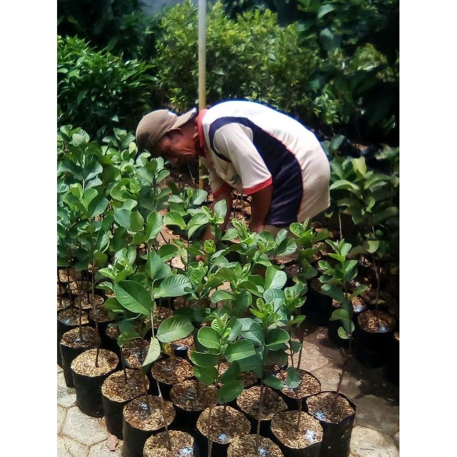 Terlaris Bibit Jambu Merah Non Biji - Bibit Jambu Merah - Jambu Merah