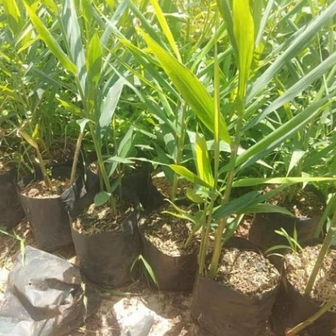 

Terlaris Bibit Tanaman Jahe Putih Bisa Buat Bumbu Masakan