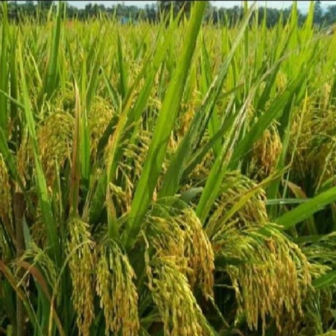 

Terlaris Benih Bibit Padi Umur 75 Hari Unggul Kemasan 1Kg