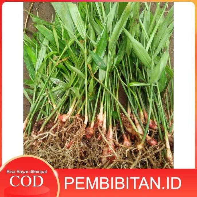 

Terlaris Bibit Jahe Merah Super Unggul
