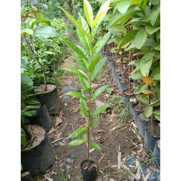 

Terlaris Bibit Daun Salam Kualitas Unggul Termurah Bibit Salam