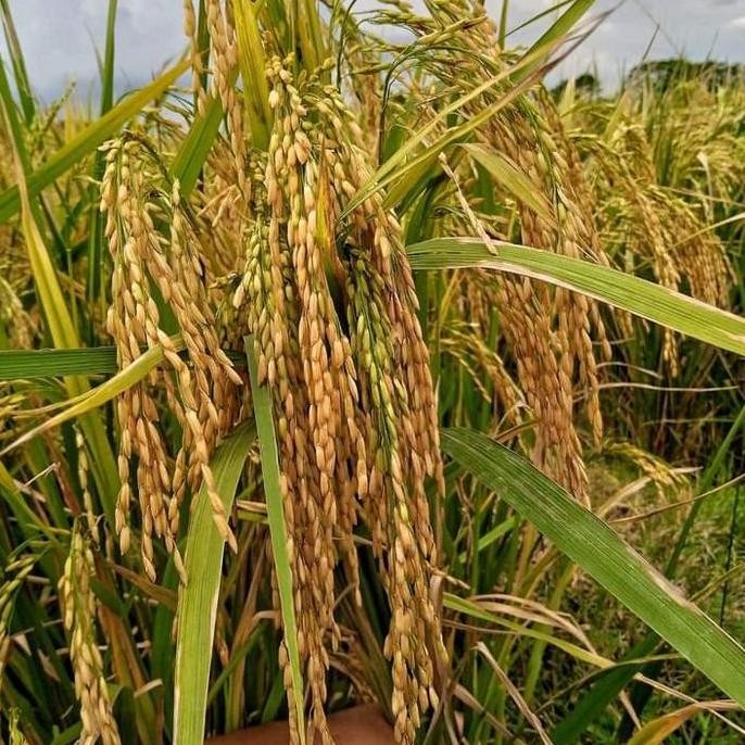 

Terlaris Benih Padi Srikandi Super S400 Premium