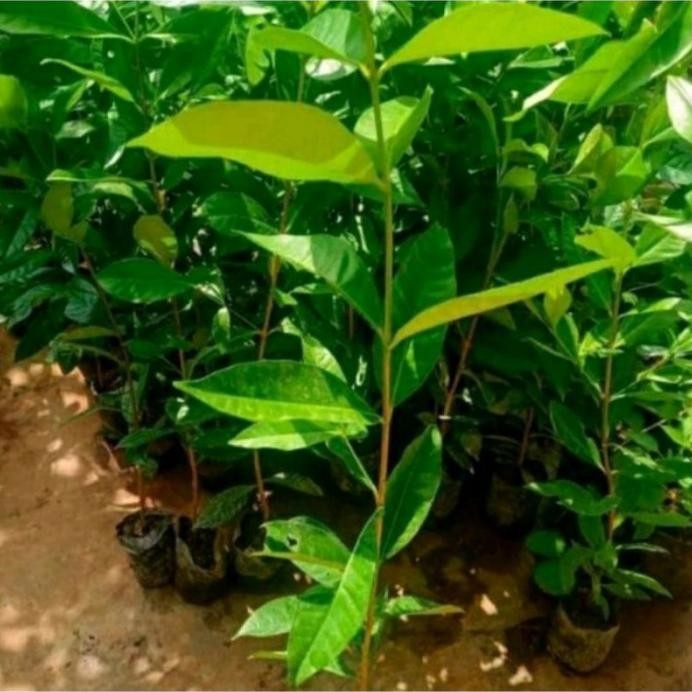 

Terlaris Bibit Daun Salam 25 Bibit Termurah Defyky 9235Gi