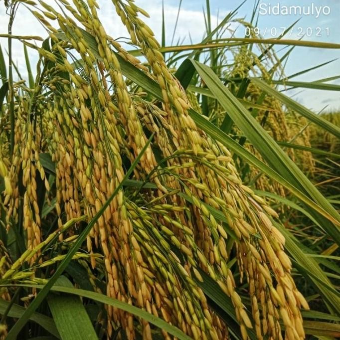 

Terlaris Bibit/Biji/ Benih Padi Satria 09 5Kg