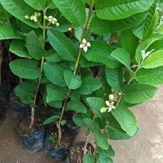 

Terlaris Bibit Jambu Kristal Merah Kondisi Berbuah