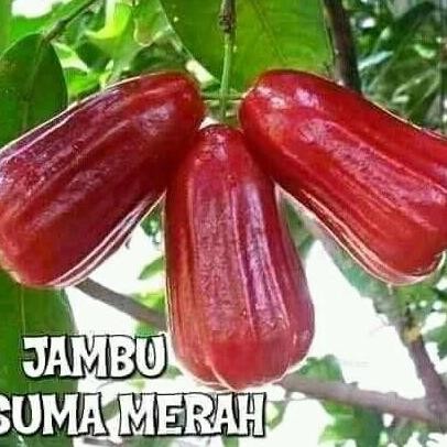 

Terlaris Bibit Jambu Air Kusuma Merah Unggul