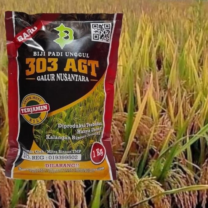 

Terlaris Biji Padi Agt303 Unggul Berkualitas