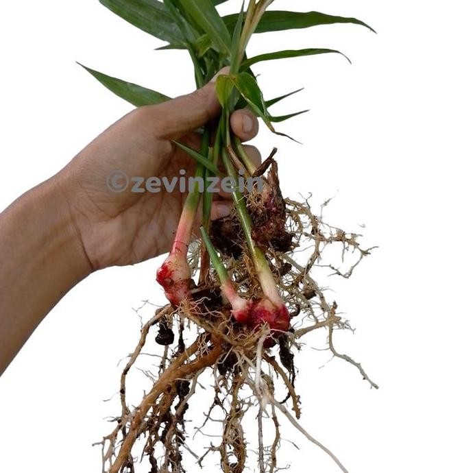 

Terlaris Bibit Jahe Merah Berakar